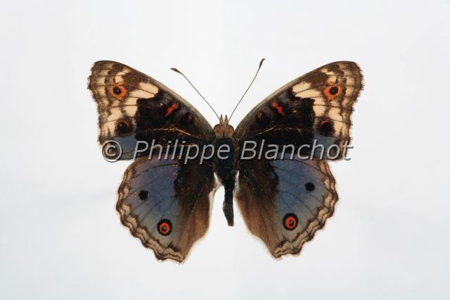 junonia orithya.JPG - Junonia orithyaBlue PansyLepidoptera, NymphalidaeSri Lanka